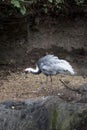 White-naped Crane